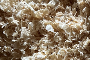 Pine wood raw material for biomass pellets