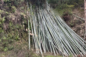 Bamboo biomass material for pellet and carbon projects